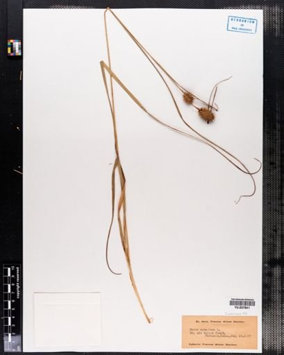 Carex squarrosa