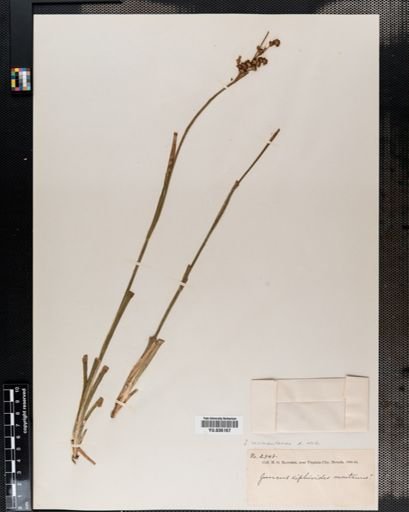 Juncus