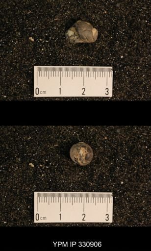 Meekospira peracuta choctawensis?