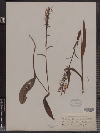 Blephariglottis lacera