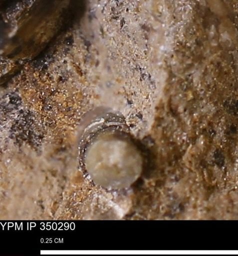 undet. Scaphopoda