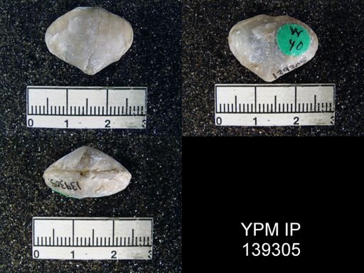 Athyris cf. subexpansa