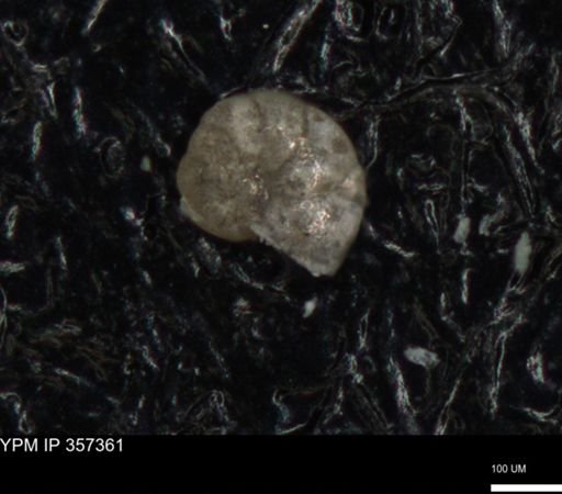 undet. Foraminiferida