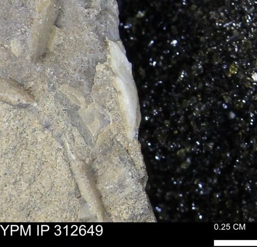 undet. Mollusca