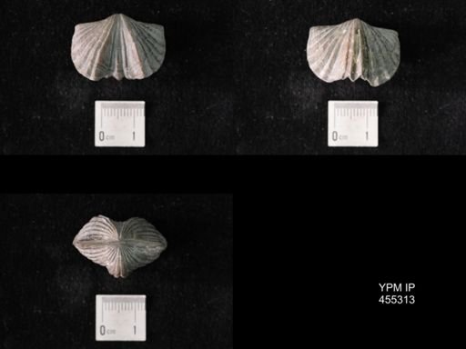 Platystrophia laticosta