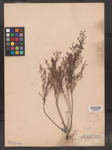 Lechea leggettii