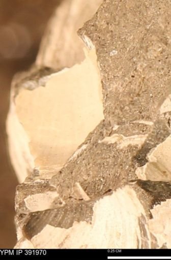 Protocardia sp.