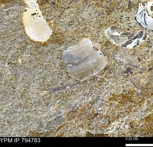 undet. Bivalvia