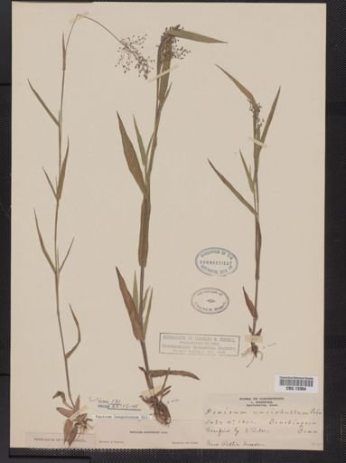 Panicum lanuginosum