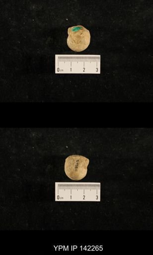 Euphemites sp.