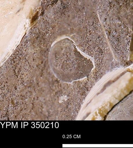 Gastropoda?