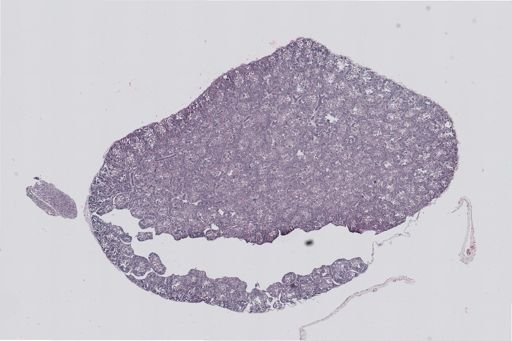 Rana clamitans