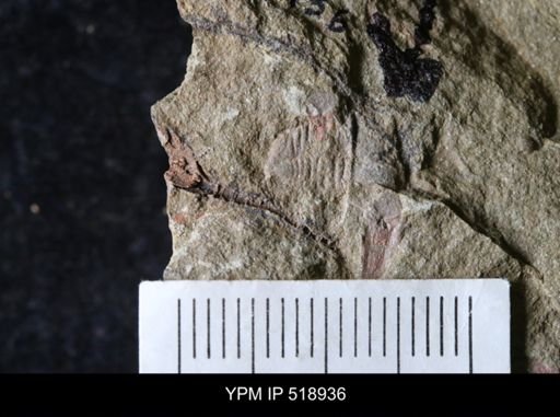 Ampyx sp.