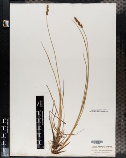 Carex diandra