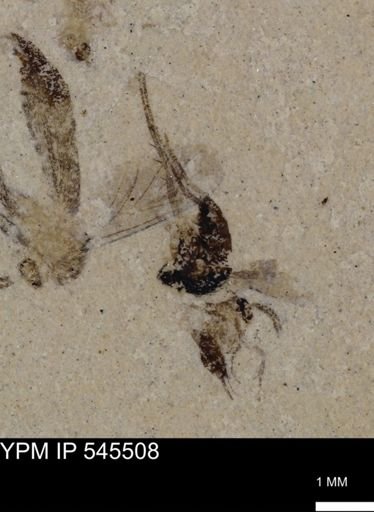 Diptera?