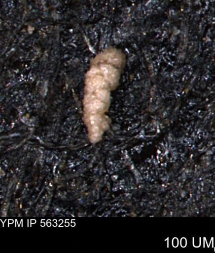 Verneuilinoides hectori