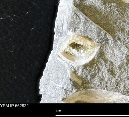 undet. Mollusca