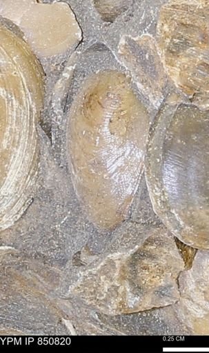 Limopsis striatopunctatus