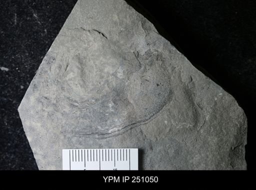 Cephalopoda?
