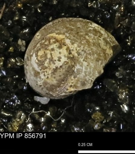 Euspira sp.