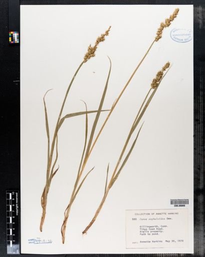 Carex cephaloidea