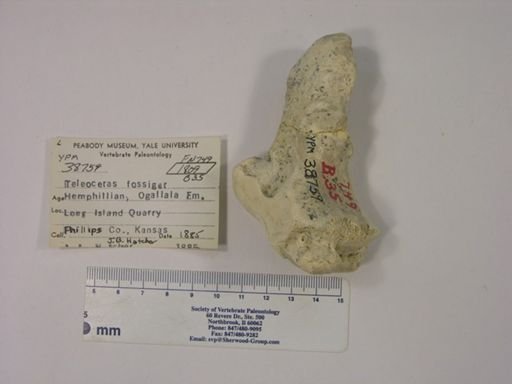 Teleoceras fossiger