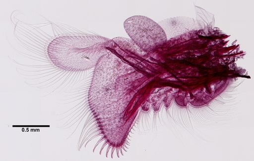 Branchinecta brushi