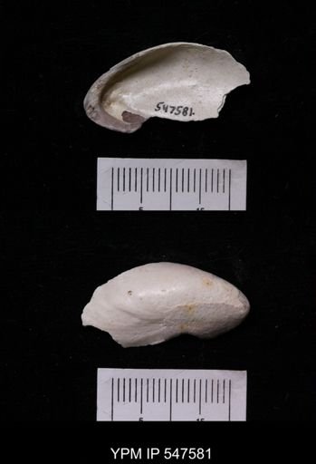 Modiola modiolus