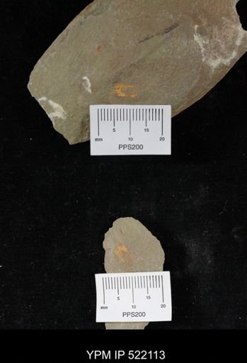 undet. Arthropoda