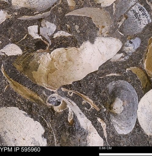 undet. Bivalvia
