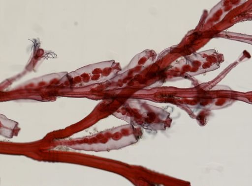 Obelia sp.