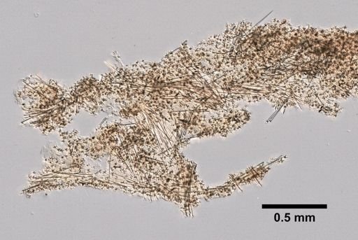 Spirastrella keaukaha
