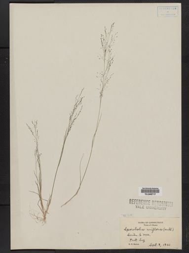 Muhlenbergia uniflora