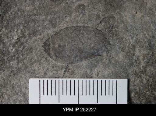 undet. Eurypterida
