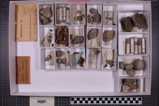 mixed taxa, stratigraphic collection