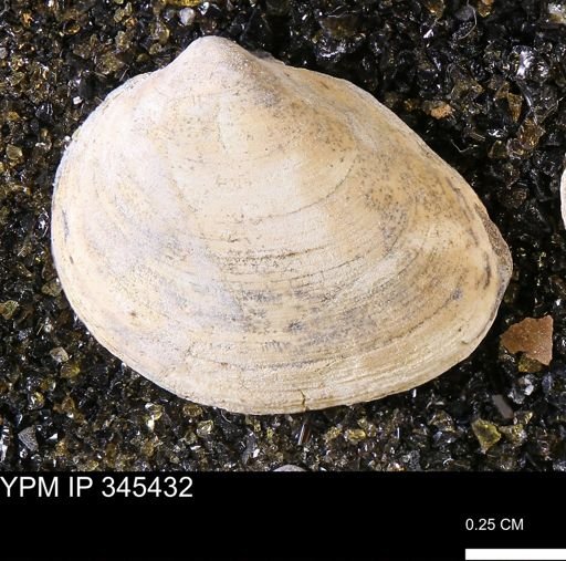 Limopsis striatopunctatus