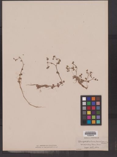 Chrysosplenium americanum