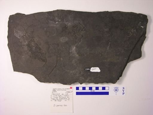 Semionotidae