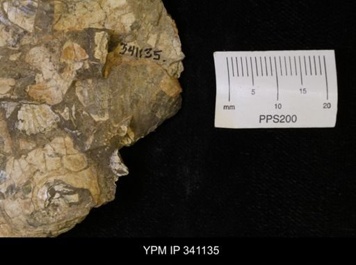Scaphites sp.