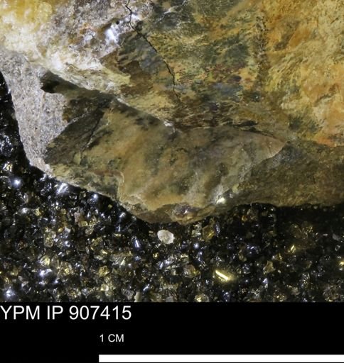 undet. Scaphitidae