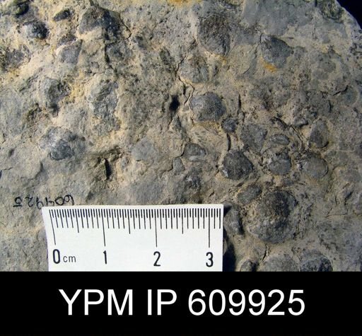 Meristella cf. praenuntia