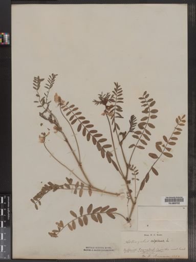 Astragalus alpinus