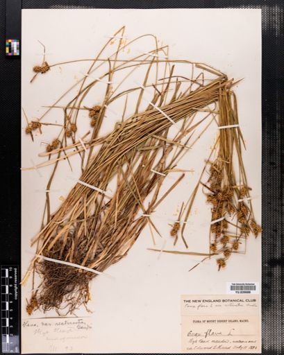Carex flava