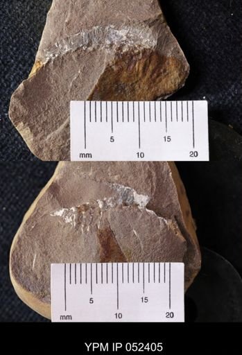 Acanthotelson stimpsoni