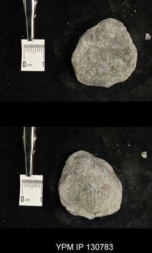 Spinatrypa spinosa