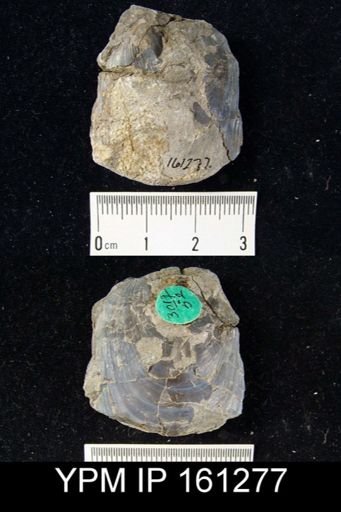 Lingula elegantula