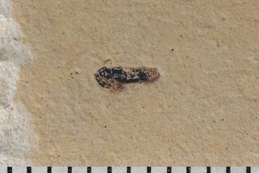 undet. Auchenorrhyncha