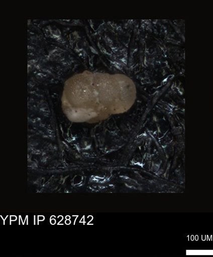 undet. Foraminiferida