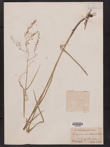 Glyceria canadensis