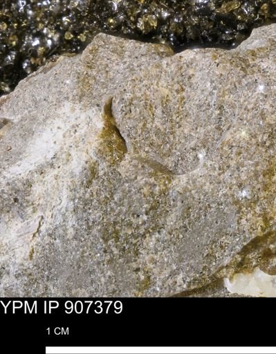 undet. Mollusca